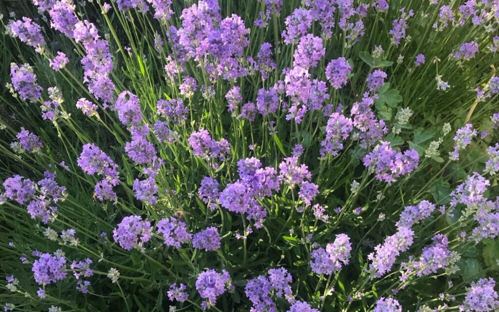 Lavendel